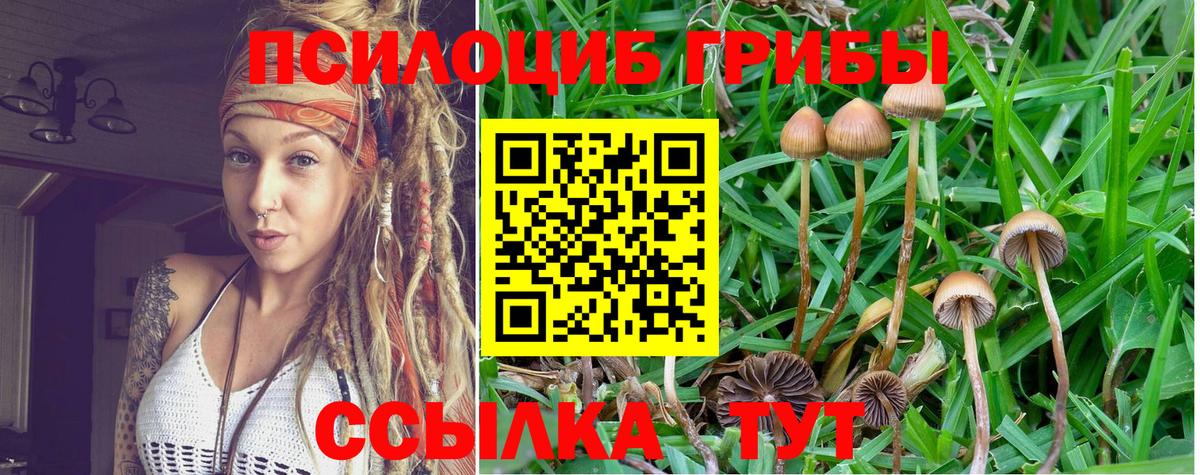 Комсомольск-на-Амуре  Псилоцибиновые грибы Psilocybine cubensis  Вход с VPN 